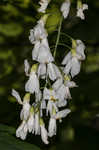 Kentucky yellowwood